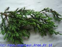 Juniperus communis 