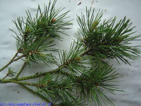 Pinus mugo 'Pumilo'