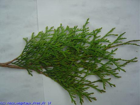 Thuja occidentalis 'Emeraude'