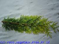 Thuja x 'Europagolg'