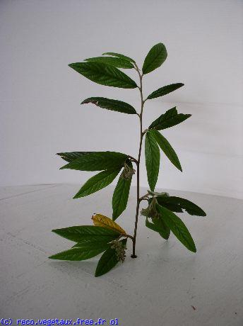 Cotoneaster salicifolius 