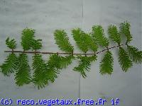 Taxodium distichum 