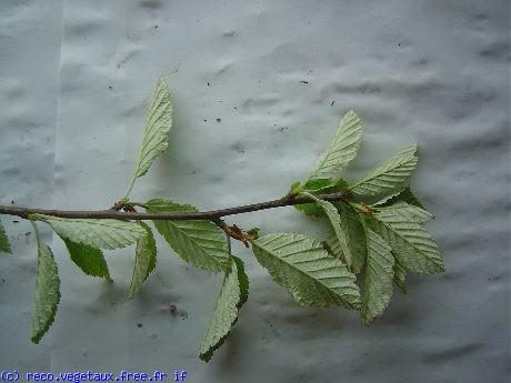 Sorbus aria 