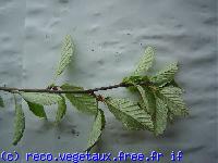 Sorbus aria 