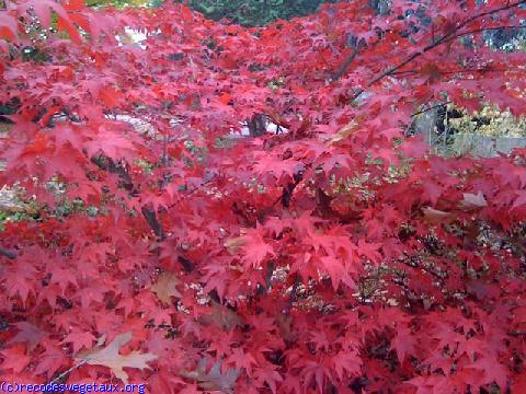 Acer palmatum 