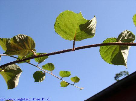 Actinidia chinensis 