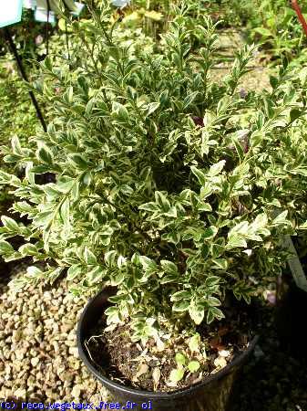 Buxus sempervirens 'Variegata'