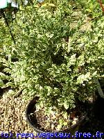 Buxus sempervirens 'Variegata'