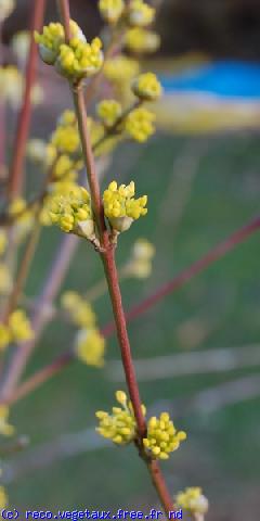 Cornus officinalis 