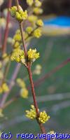 Cornus officinalis 