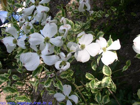 Cornus kousa 'Florida'