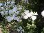 Cornus kousa 'Florida'