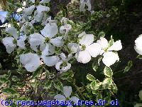 Cornus kousa 'Florida'