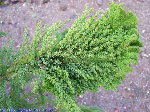 Cryptomeria japonica 'Cristata'