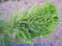 Cryptomeria japonica 'Cristata'