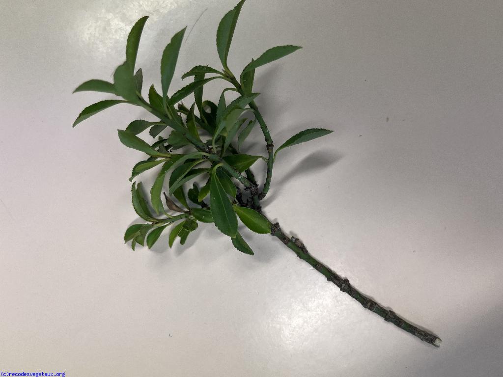 Euonymus japonicus 'Microphyllus'