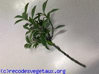 Euonymus japonicus 'Microphyllus'