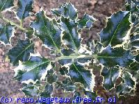 Ilex aquifolium 'Argenteomarginata'