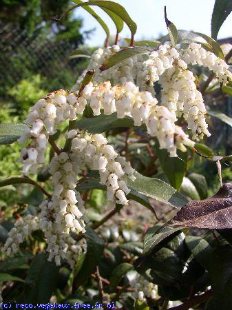 Leucothoe scarletta 