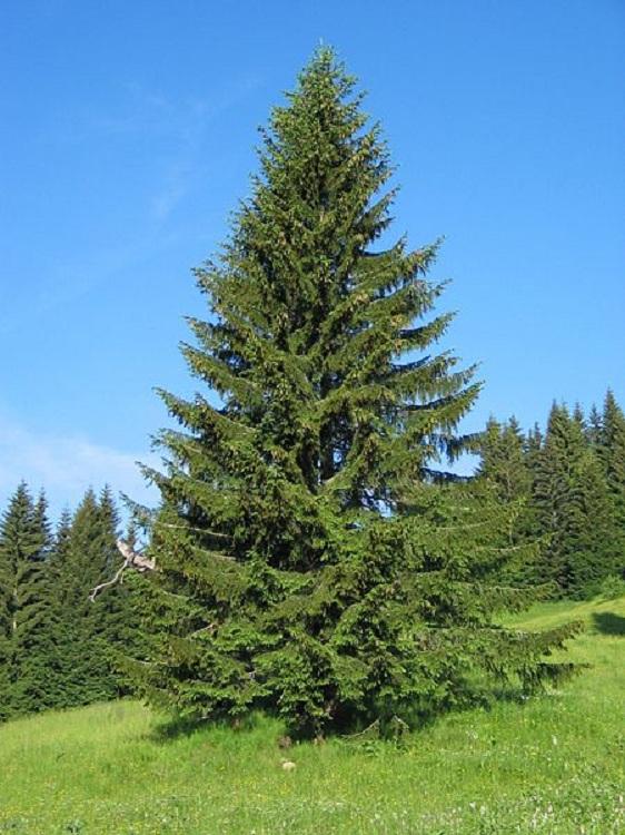 Picea abies 