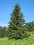Picea abies 