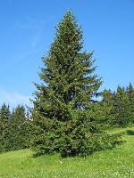 Picea abies 