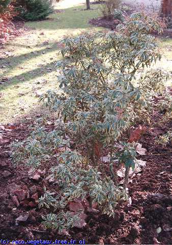 Pieris japonica 'Variegata'