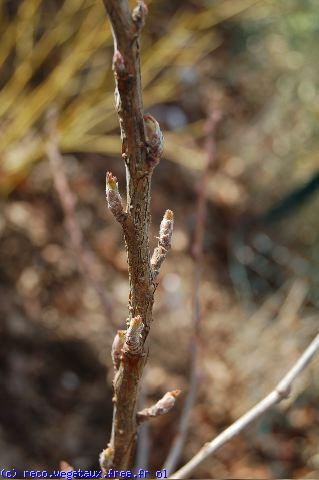 Ribes odoratum 