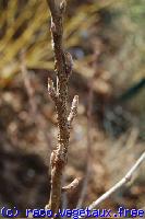 Ribes odoratum 