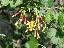 Ribes odoratum 