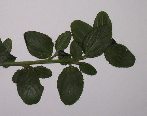 Ceanothus  'Burkwoodii'