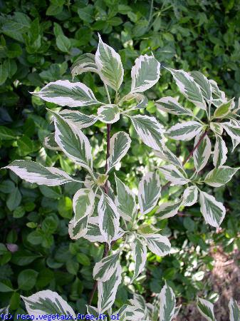 Cornus controversa 'Variegata'