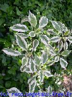 Cornus controversa 'Variegata'