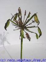 Agapanthus africanus 