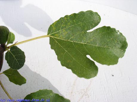 Ficus satina 