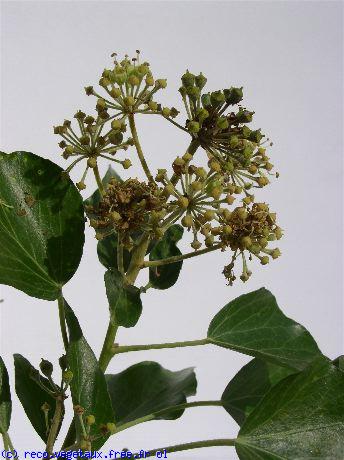 Hedera helix 