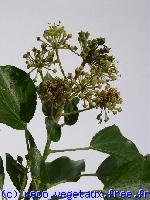 Hedera helix 