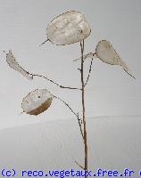 Lunaria annua 