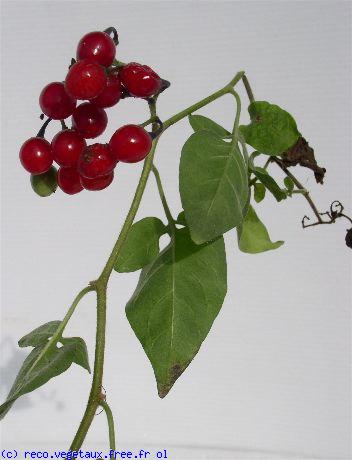 Solanum nigrum 