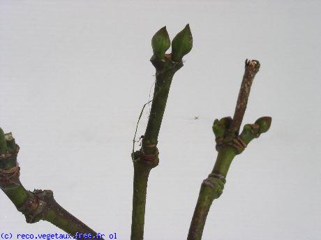 Staphylea colchica 