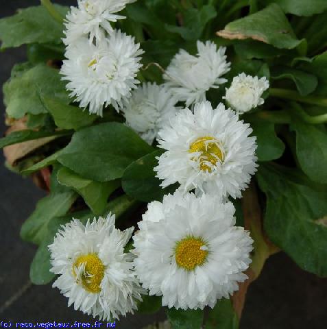 Bellis perennis 