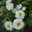 Bellis perennis 