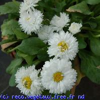 Bellis perennis 