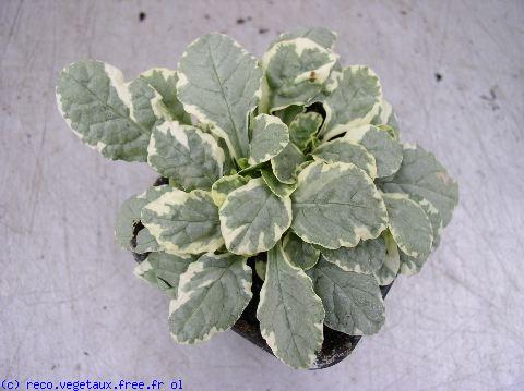 Ajuga reptans 'Variegata'