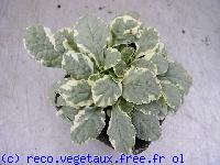 Ajuga reptans 'Variegata'