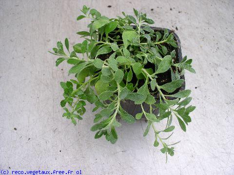 Alyssum montanum 'Luna'