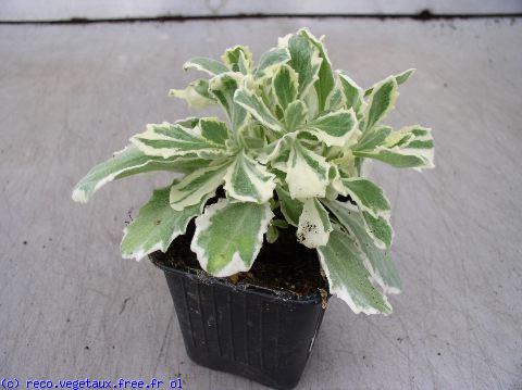Arabis caucasica 'Artic joy'