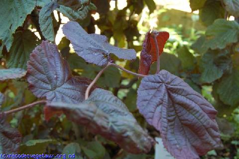 Corylus avellana 'Red majestic'