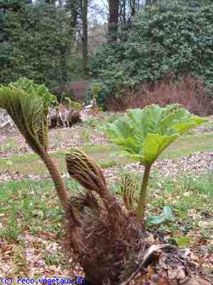 Gunnera manicata 