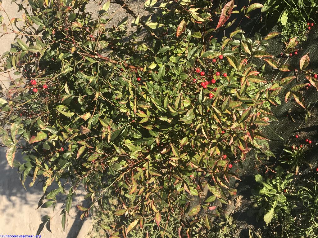 Nandina domestica 'Richmond'